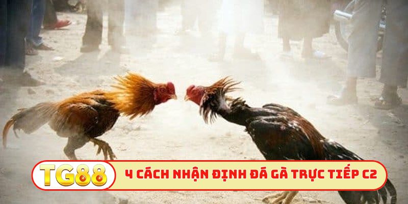 Bật mí 4 cách nhận định đá gà trực tiếp C2